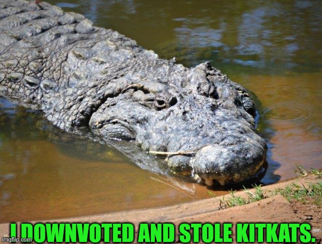 Crocodile | I DOWNVOTED AND STOLE KITKATS. | image tagged in crocodile | made w/ Imgflip meme maker