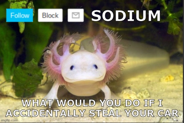 (Insert title here) | SODIUM; WHAT WOULD YOU DO IF I ACCIDENTALLY STEAL YOUR CAR | image tagged in axolotldudes announcement template | made w/ Imgflip meme maker