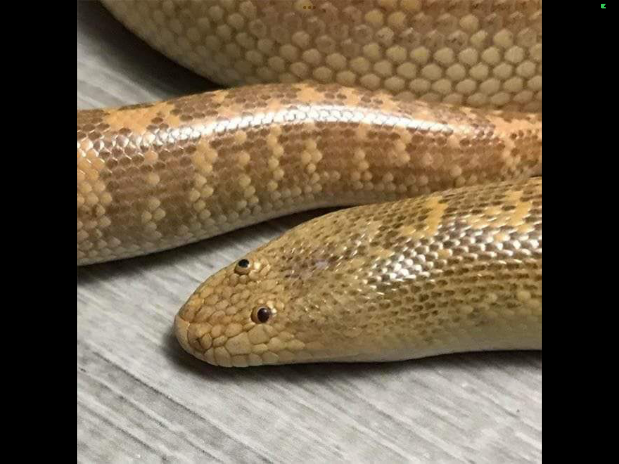 Perkele snake Blank Meme Template