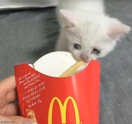 Sad kitten eats fries | image tagged in sad kitten eats fries | made w/ Imgflip meme maker