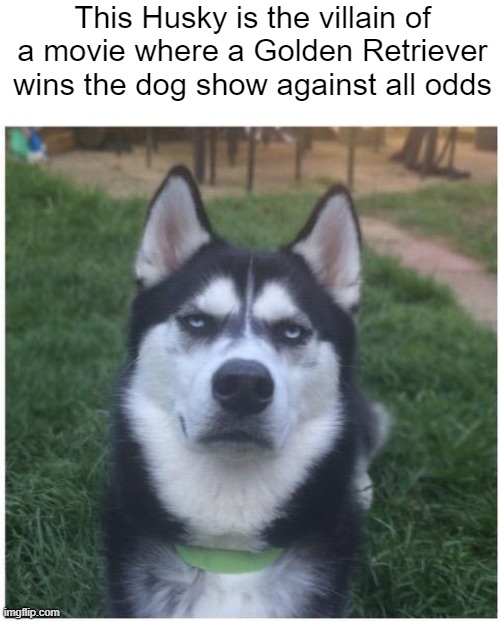 Write that down, Disney, WRITE THAT DOWN! I might just make the story myself. |  This Husky is the villain of a movie where a Golden Retriever wins the dog show against all odds | image tagged in bullshit husky | made w/ Imgflip meme maker