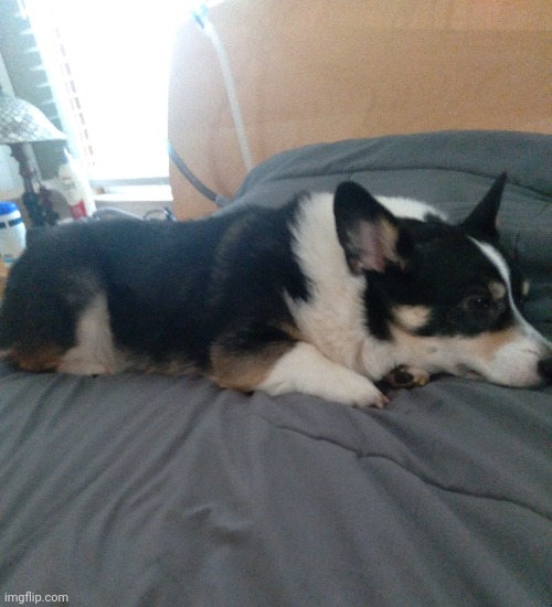 another pic of the potato | image tagged in corgi | made w/ Imgflip meme maker