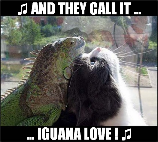 A Cats Best Friend Is His Iguana ! | ♫ AND THEY CALL IT ... ... IGUANA LOVE ! ♫ | image tagged in cats,iguana,puppy love,song lyrics | made w/ Imgflip meme maker