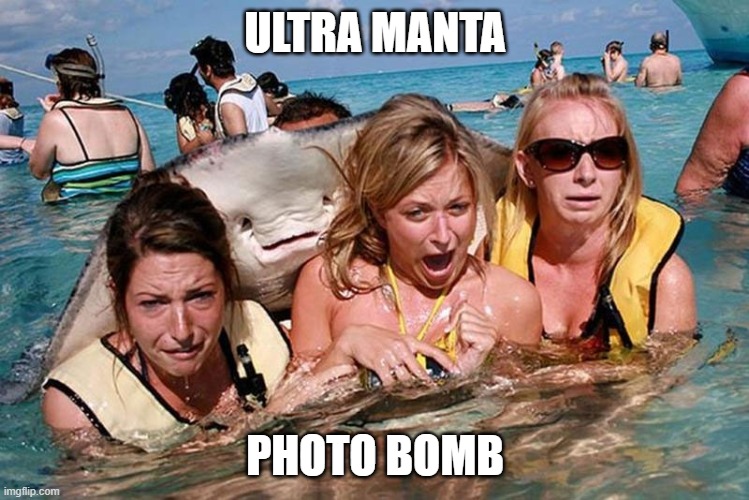 ULTRA MANTA PHOTO BOMB | ULTRA MANTA; PHOTO BOMB | image tagged in manta,photo,ultra,bomb | made w/ Imgflip meme maker