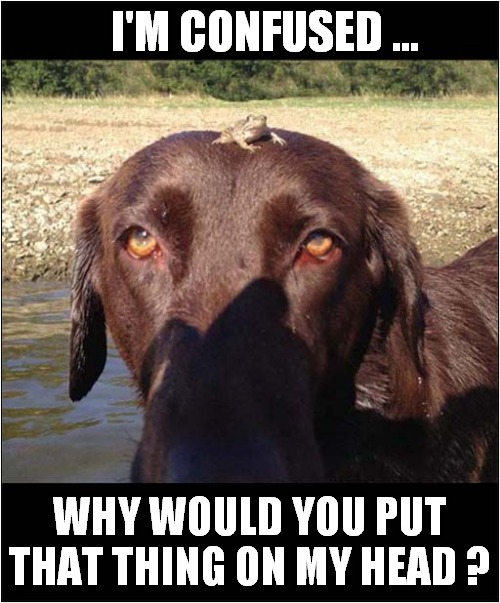 Frog On Dog ! | I'M CONFUSED ... WHY WOULD YOU PUT THAT THING ON MY HEAD ? | image tagged in dogs,frog,confusion | made w/ Imgflip meme maker