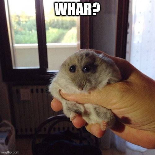 The Original hampter | WHAR? | image tagged in the original hampter | made w/ Imgflip meme maker