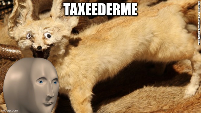 Taxidermy fail | TAXEEDERME | image tagged in taxidermy fail | made w/ Imgflip meme maker