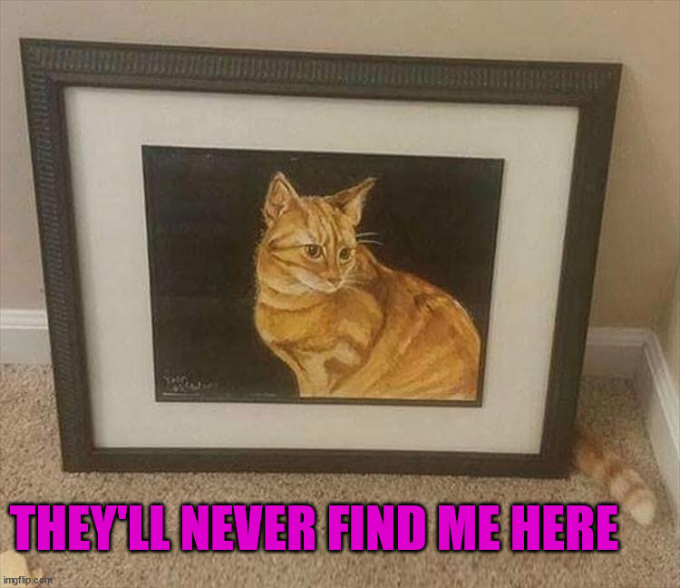 THEY'LL NEVER FIND ME HERE | image tagged in cats | made w/ Imgflip meme maker