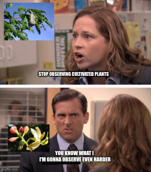 even harder | STOP OBSERVING CULTIVATED PLANTS; YOU KNOW WHAT ! 
I'M GONNA OBSERVE EVEN HARDER | image tagged in even harder | made w/ Imgflip meme maker