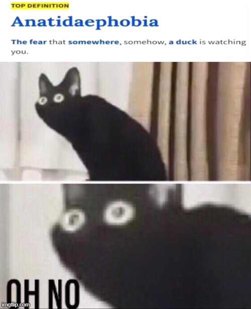 first of all, how is that a thing? | image tagged in oh no cat,fear,duck,peace was never an option,memes | made w/ Imgflip meme maker