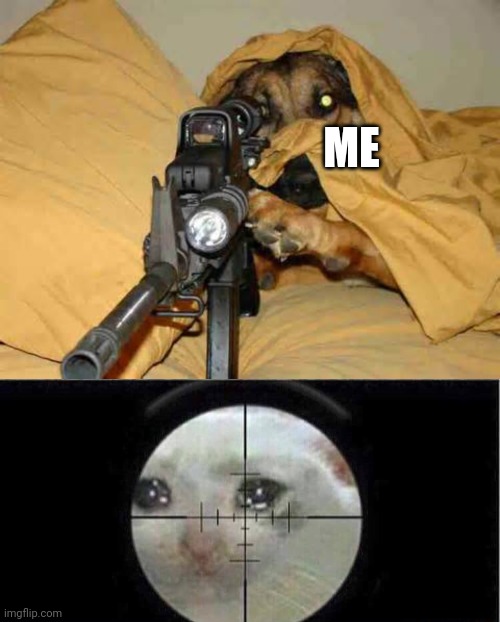 ME | image tagged in sniper dog,sniper cat | made w/ Imgflip meme maker