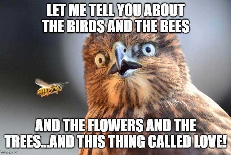 Look! .... The birds and the bees! | image tagged in birds and bees,i did it my way,amazing,beautiful,live love learn | made w/ Imgflip meme maker