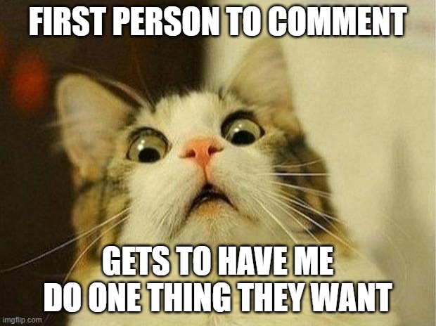 oh god- | FIRST PERSON TO COMMENT; GETS TO HAVE ME DO ONE THING THEY WANT | image tagged in memes,scared cat | made w/ Imgflip meme maker