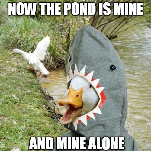 DUCK LEARNS HOW TO CLAIM THE POND | NOW THE POND IS MINE; AND MINE ALONE | image tagged in ducks,duck | made w/ Imgflip meme maker