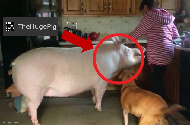 Ple. | image tagged in big pig | made w/ Imgflip meme maker