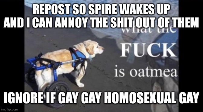 wtf is oatmeal | REPOST SO SPIRE WAKES UP AND I CAN ANNOY THE SHIT OUT OF THEM; IGNORE IF GAY GAY HOMOSEXUAL GAY | image tagged in wtf is oatmeal | made w/ Imgflip meme maker