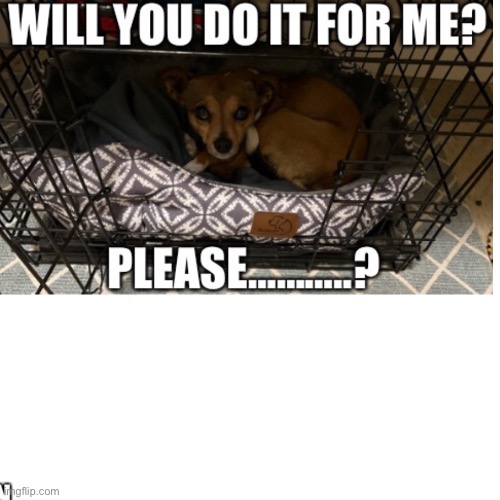 My cute lil’ doggie | image tagged in cute dog,begging | made w/ Imgflip meme maker