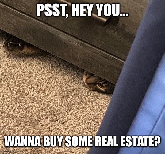 It’s not free | PSST, HEY YOU…; WANNA BUY SOME REAL ESTATE? | image tagged in cats,real estate,buy,funny,hey you,sneak 100 | made w/ Imgflip meme maker