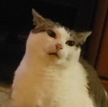 High Quality Cat’s picture of her Cat Blank Meme Template