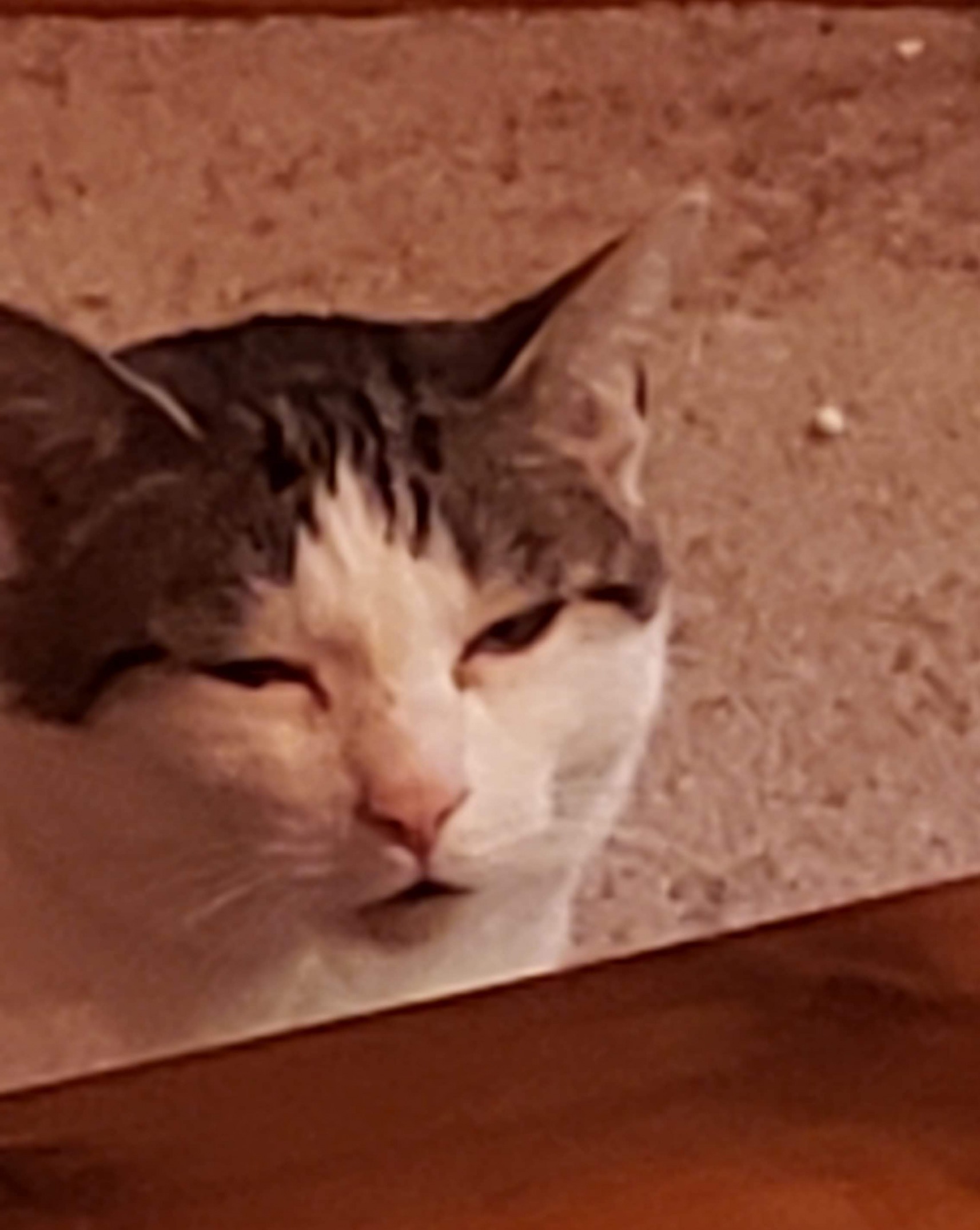 High Quality Cat’s Cat is a meme Blank Meme Template