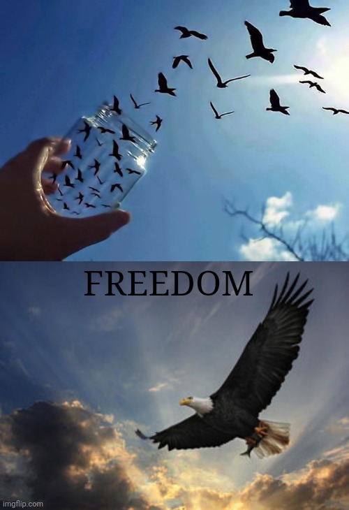 Freedom birds optical illusion | FREEDOM | image tagged in free bird,optical illusion,illusion 100,memes,birds,bird | made w/ Imgflip meme maker