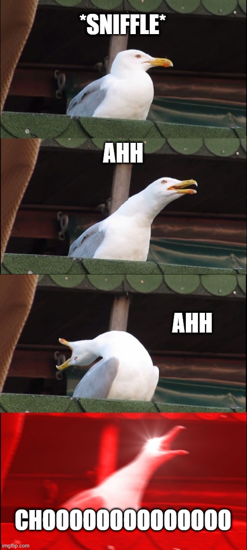 when you sneeze.... | *SNIFFLE*; AHH; AHH; CHOOOOOOOOOOOOOO | image tagged in memes,inhaling seagull | made w/ Imgflip meme maker