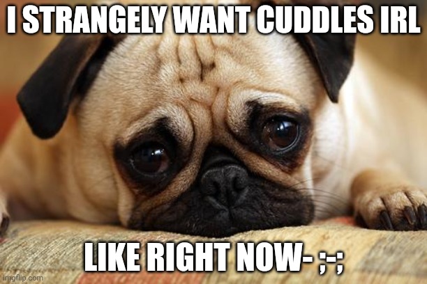 Heeeeeeeeelp meeeeeeeeeeeeeeee AAAAAAAAAAAA (mod note: no) | I STRANGELY WANT CUDDLES IRL; LIKE RIGHT NOW- ;-; | image tagged in sad pug | made w/ Imgflip meme maker