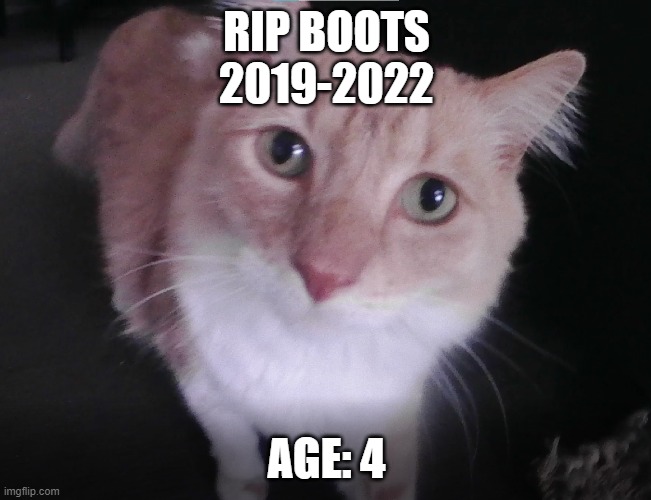 he will be missed | RIP BOOTS
2019-2022; AGE: 4 | image tagged in rip,cats | made w/ Imgflip meme maker