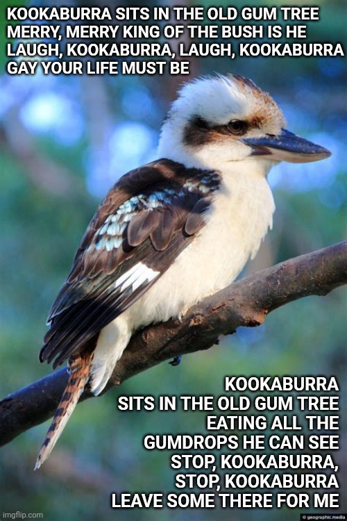 Kookaburra Sits In The Old Gum TreeLaugh, Kookaburra, Laugh, KookaburraGay Your Life Must Be | KOOKABURRA SITS IN THE OLD GUM TREE
MERRY, MERRY KING OF THE BUSH IS HE
LAUGH, KOOKABURRA, LAUGH, KOOKABURRA
GAY YOUR LIFE MUST BE; KOOKABURRA SITS IN THE OLD GUM TREE
EATING ALL THE GUMDROPS HE CAN SEE
STOP, KOOKABURRA, STOP, KOOKABURRA
LEAVE SOME THERE FOR ME | image tagged in memes,kookaburra,old school,playground,sing alongs,fun | made w/ Imgflip meme maker
