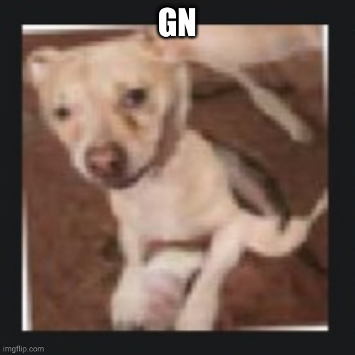 wank dog | GN | image tagged in wank dog | made w/ Imgflip meme maker