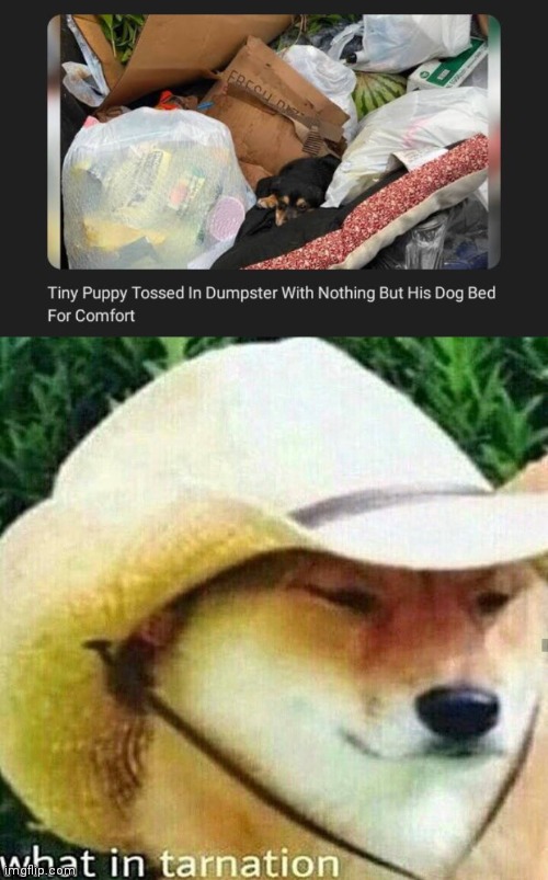 Tiny puppy tossed | image tagged in what in tarnation dog,memes,news,dogs,dog,dumpster | made w/ Imgflip meme maker