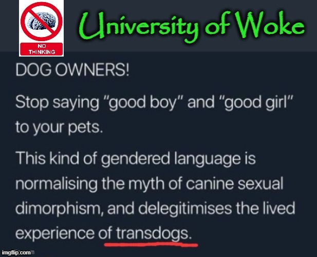 Woke University | image tagged in goofy stupid liberal college student | made w/ Imgflip meme maker