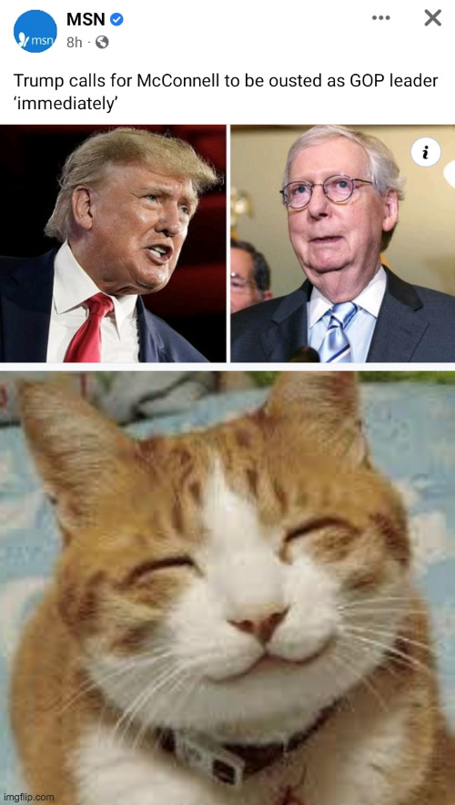 Odd couple. | image tagged in happy cat,memes | made w/ Imgflip meme maker