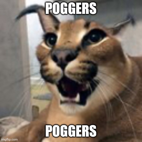 Floppa pog | POGGERS POGGERS | image tagged in floppa pog | made w/ Imgflip meme maker