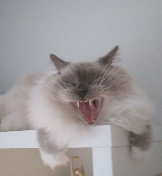 evil laughing cat