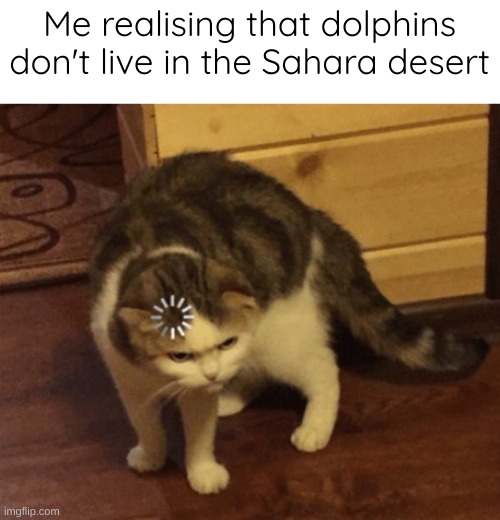I need better brain | Me realising that dolphins don't live in the Sahara desert | image tagged in lag cat,memes | made w/ Imgflip meme maker