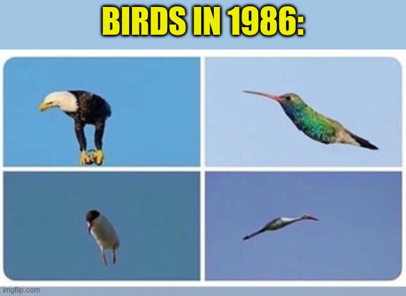 BIRDS IN 1986: | made w/ Imgflip meme maker