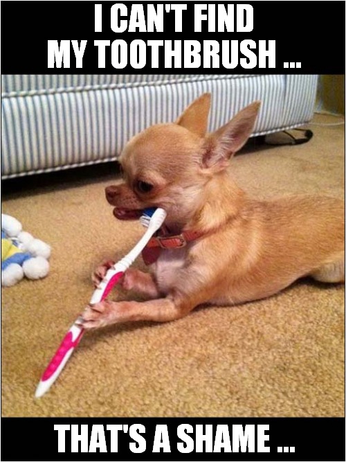 Dog Loves The Taste Of Toothpaste In the Morning ! | I CAN'T FIND MY TOOTHBRUSH ... THAT'S A SHAME ... | image tagged in dogs,toothbrush,toothpaste,theft | made w/ Imgflip meme maker