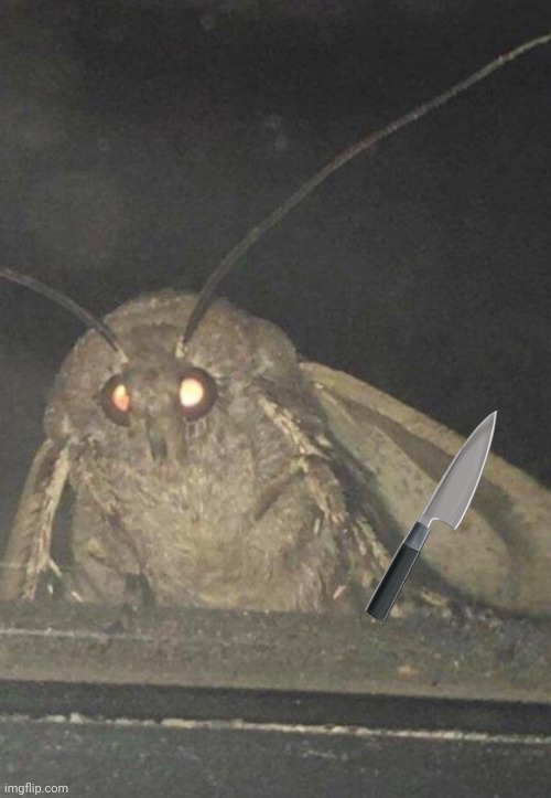 Moth | image tagged in moth | made w/ Imgflip meme maker