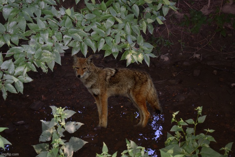 A coyote in my creek! | image tagged in coyote,creek | made w/ Imgflip meme maker