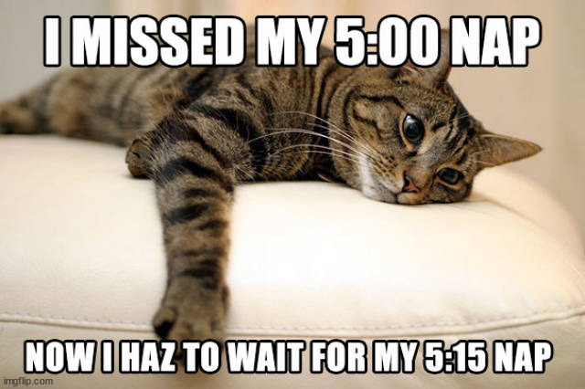 image tagged in cats | made w/ Imgflip meme maker