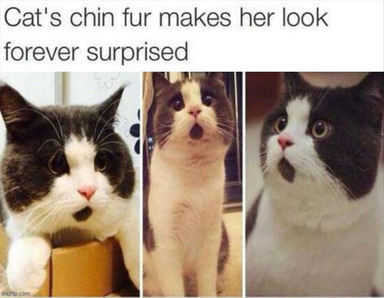 image tagged in cats | made w/ Imgflip meme maker