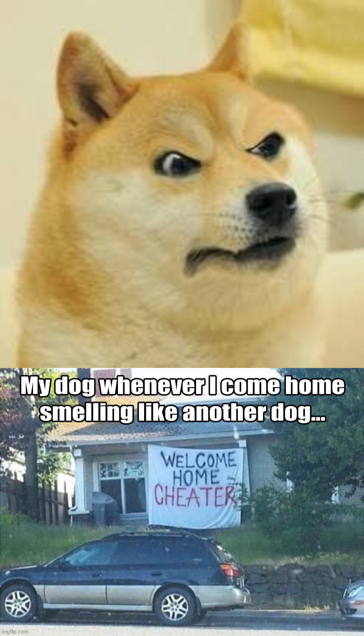 image tagged in angry doge,dogs | made w/ Imgflip meme maker