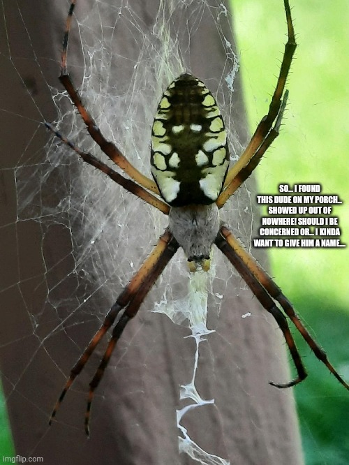 TW - FAT SPOODER!! | SO... I FOUND THIS DUDE ON MY PORCH... SHOWED UP OUT OF NOWHERE! SHOULD I BE CONCERNED OR... I KINDA WANT TO GIVE HIM A NAME.... | made w/ Imgflip meme maker