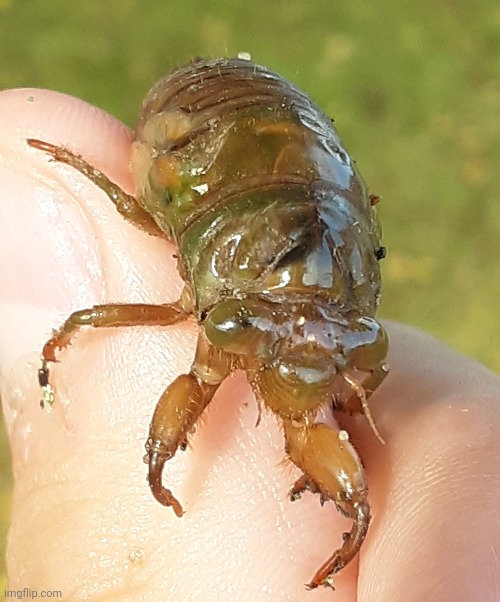 This lil fella's still in his shell! | image tagged in cicada,thumb reveal lmao | made w/ Imgflip meme maker