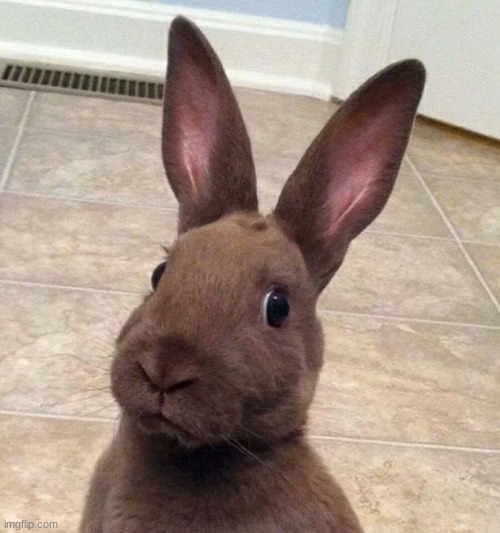 Really? Rabbit | image tagged in really rabbit | made w/ Imgflip meme maker