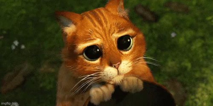 Cat eyes | image tagged in cat eyes | made w/ Imgflip meme maker