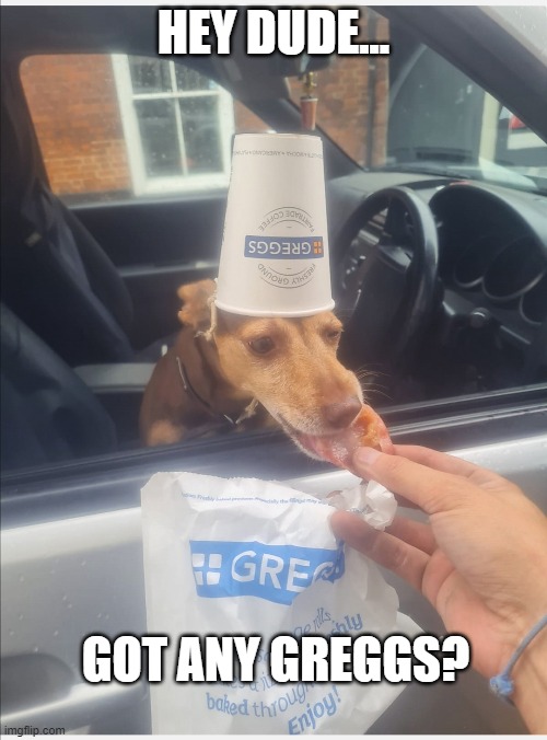 It's her birthday | HEY DUDE... GOT ANY GREGGS? | image tagged in dog,greggs,birthday | made w/ Imgflip meme maker