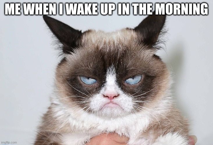 me when i wake up in the morning | ME WHEN I WAKE UP IN THE MORNING | image tagged in mornings,grumpy cat,memes | made w/ Imgflip meme maker