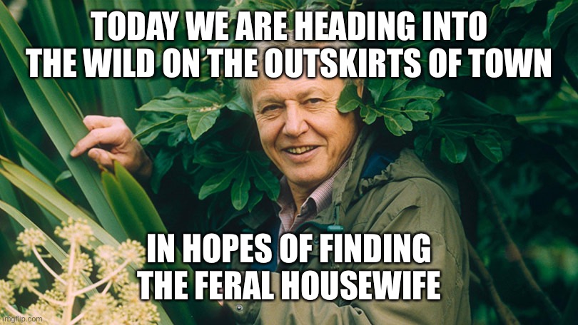 David Attenborough A life on Earth | TODAY WE ARE HEADING INTO THE WILD ON THE OUTSKIRTS OF TOWN IN HOPES OF FINDING THE FERAL HOUSEWIFE | image tagged in david attenborough a life on earth | made w/ Imgflip meme maker